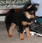 Bailey